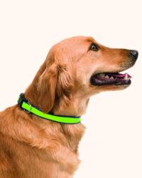 Reflective Collar for Dogs