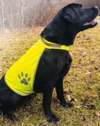 High Visibility Vest for Dogs